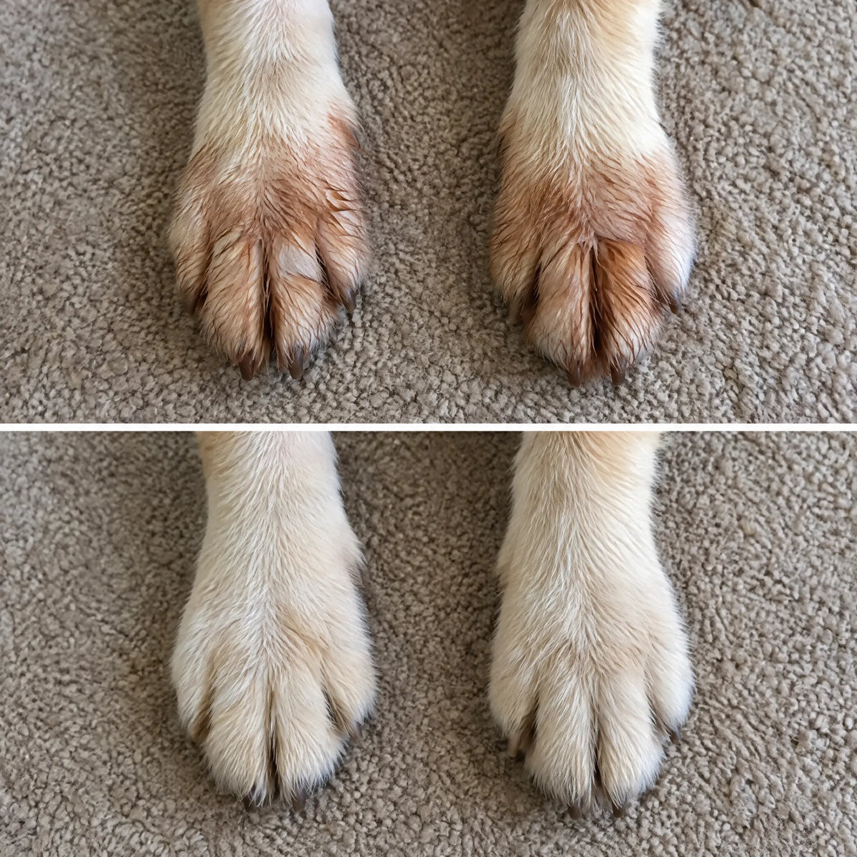 Move & Glow: Liquid Collagen for Dogs