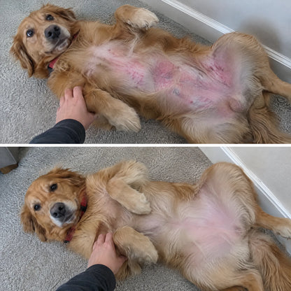 Move & Glow: Liquid Collagen for Dogs